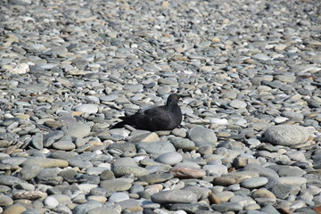 pigeon on rock