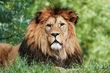 Portrait of South African lion (Panthera leo krugeri) relaxing in a meadow at ZOO