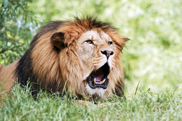 Plakat Portrait of South African lion (Panthera leo krugeri) relaxing in a meadow at ZOO