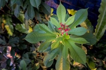 Green leaves pattern background. beautiful leaves background.