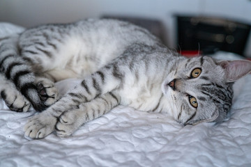 Wisky, gatto bianco e nero tigrato, adorabile e coccoloso compagno di vita 