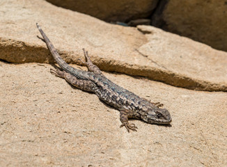 A Western Fence Lizard (Blue Belly lizard) suns on a sandstone rock in California.
