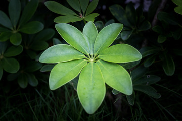 Green leaves pattern background. beautiful leaves background.
