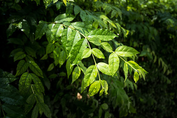 Green leaves pattern background. beautiful leaves background.