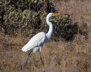 A Great White Heron walks through dry grass near the Pacific Coast in Cambria, California. 