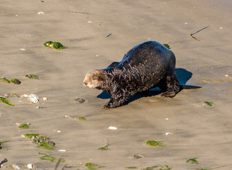 Fototapeta premium A Southern Sea Otter leaves the water to rest in the sand in Moss Landing, along the Monterey Bay of the Pacific Ocean in the central coast of California. 