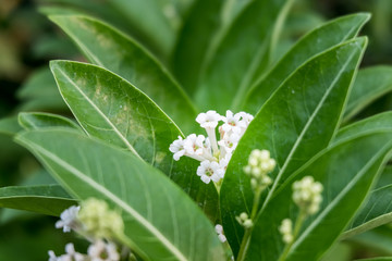 Obraz premium Close-up Thai Flower in the park.