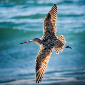 A Marbled Godwit (Limosa fedoa), a type of Sandpiper, flies through the sky with its wings spread wide, at the beach in Moss Landing, along the Pacific Coast in the Monterey Bay of central California.