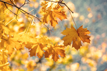 Fototapeta na wymiar Maple branch with yellow leaves in the autumn park. Nature background