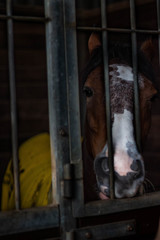 horse