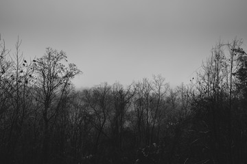 Black and white forest filled with fog looking down a long dark road