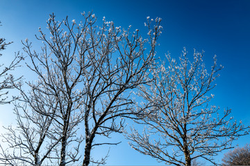 gelée du matin sur les arbres 2