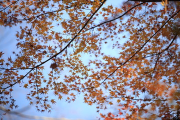 Autumnal landscape of Suizawa maple valley in the Mie Prefecture of Japan