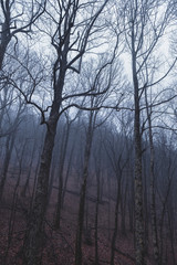 Fototapeta premium dark foggy moody forest