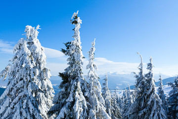Fur trees crowns covered with snow in winter forest