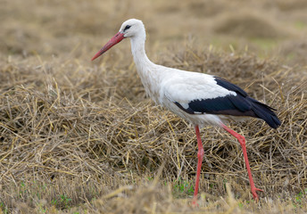 Adult White stork walking in a field with straw and hay
