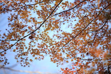 Autumnal landscape of Suizawa maple valley in the Mie Prefecture of Japan