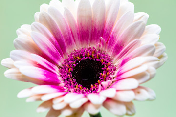 Close-up gerbera flower on a plain background