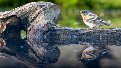 Perfect reflection of Brambling bird on a branch