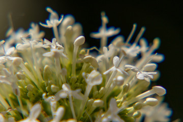Closeup of a little white flowers