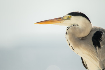 Close up photo of a grey heron