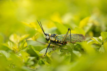 Photo of a grasshopper 