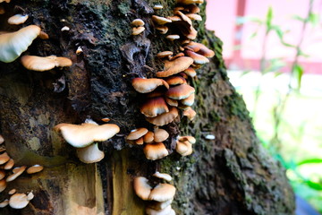mushrooms on tree