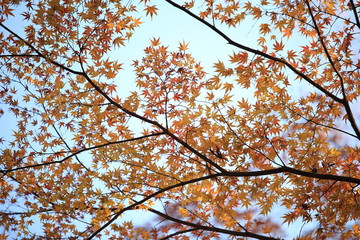 Autumnal landscape of Suizawa maple valley in the Mie Prefecture of Japan