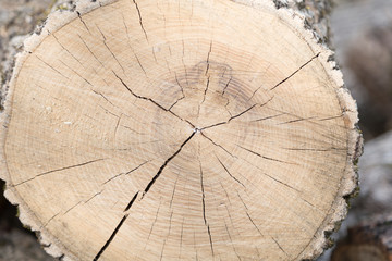 Cut of a tree.