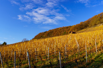 Obraz premium Weinberge im Abt-Degen-Weintal bei Ziegelanger, Ortsteil von Zeil am Main, Landkreis Haßberge, Unterfranken, Franken, Bayern, Deutschland