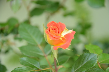 red rose in garden