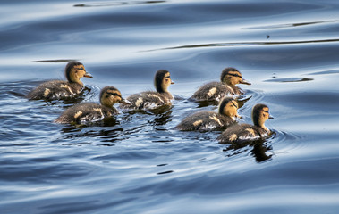 Group of cute mallard ducklings (Anas platyrhynchos) swimming in pond in Waghäusel, Deutschland