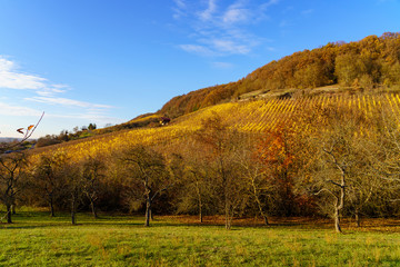 Naklejka premium Weinberge im Abt-Degen-Weintal bei Ziegelanger, Ortsteil von Zeil am Main, Landkreis Haßberge, Unterfranken, Franken, Bayern, Deutschland