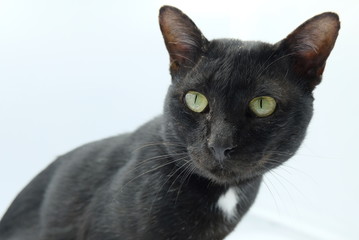 cat on black background