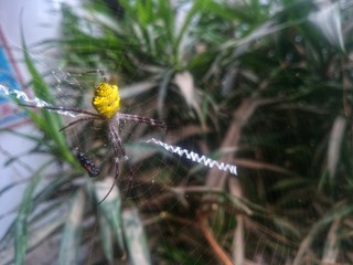 A spider with a pentagon-shaped yellow head that is taking prey trapped in its web