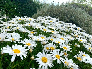 Close up of white yellow shasta daisy flower isolated against foliage background