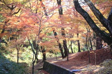Autumnal landscape of Suizawa maple valley in the Mie Prefecture of Japan