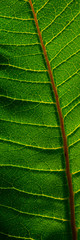 Obraz premium Surface Green Leaf Plants on a sunny day, Close-up.