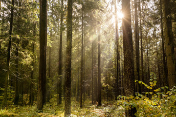 Obraz premium Beautiful forest in spring with bright sun shining through the trees.