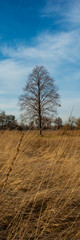 Single old big tree on a meadow in winter.