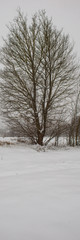 Single tree on a background of snow in a winter meadow.