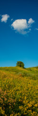 solitary tree and flowering hillsides against a background of blue sky and white clouds. Vertical Web Banner.
