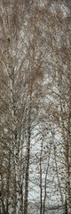 Birch Trees in Autumn Forest on Cloudy Weather.
