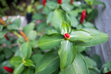 Green leaves pattern background