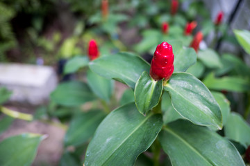 Green leaves pattern background