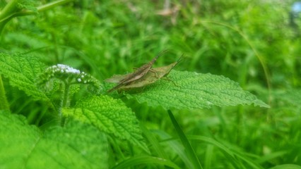 Camouflage two grasshoppers on green grass
