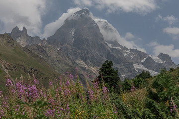 Wildflowers in the Caucasus Mountains of Georgia