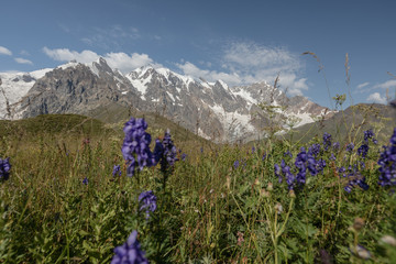 Wildflowers and glacier mountain peaks in the Caucasus Mountains