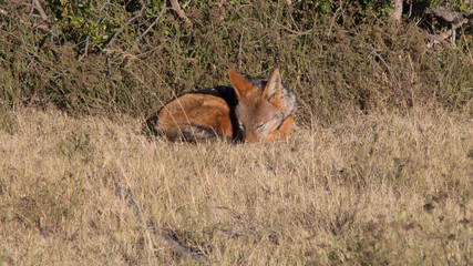 black backed jackel in africa