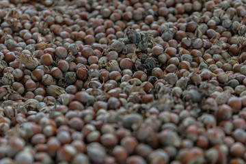 Fresh hazelnuts from the farm